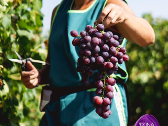 Frutalmente está a plantar uvas sem grainha no Oeste, Ribatejo e Alentejo